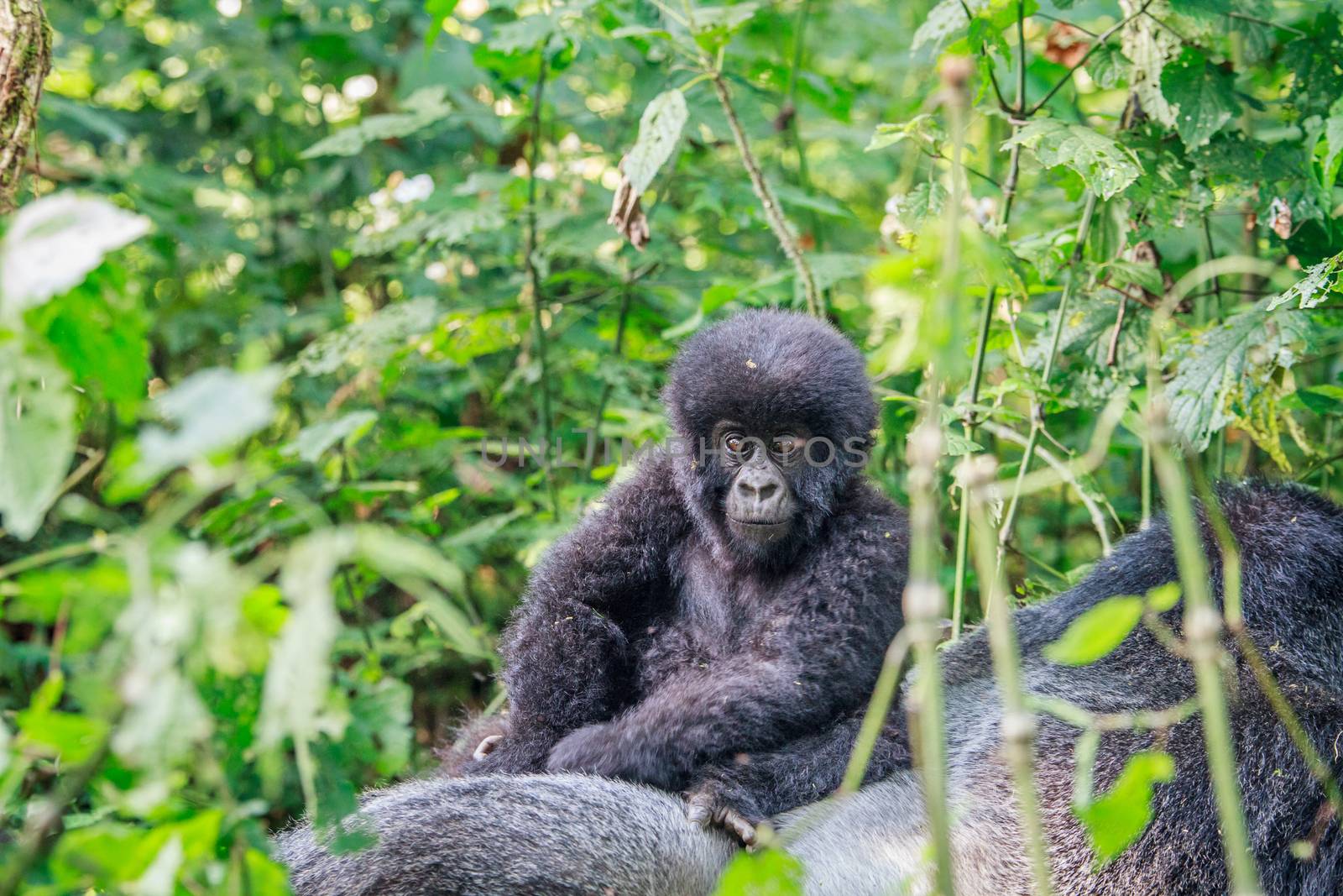 Baby Mountain gorilla sitting on the back of a Silverback in the Virunga National Park, Democratic Republic Of Congo.