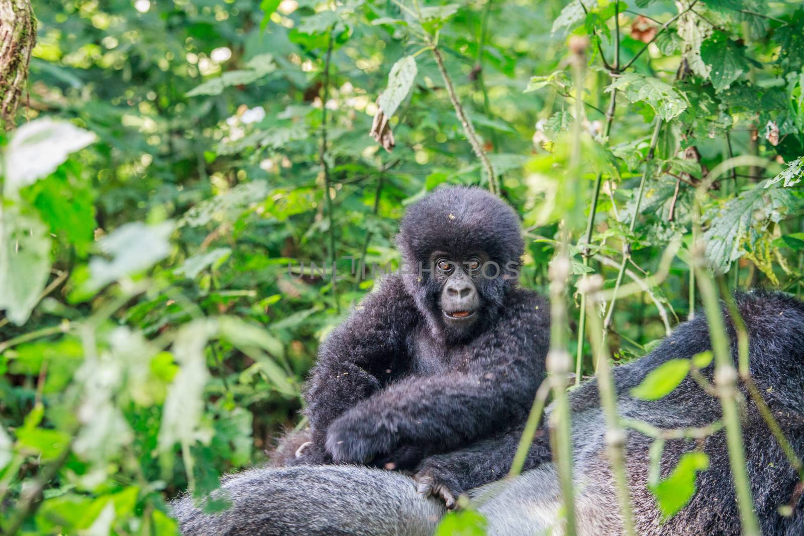 Baby Mountain gorilla sitting on the back of a Silverback in the Virunga National Park, Democratic Republic Of Congo.