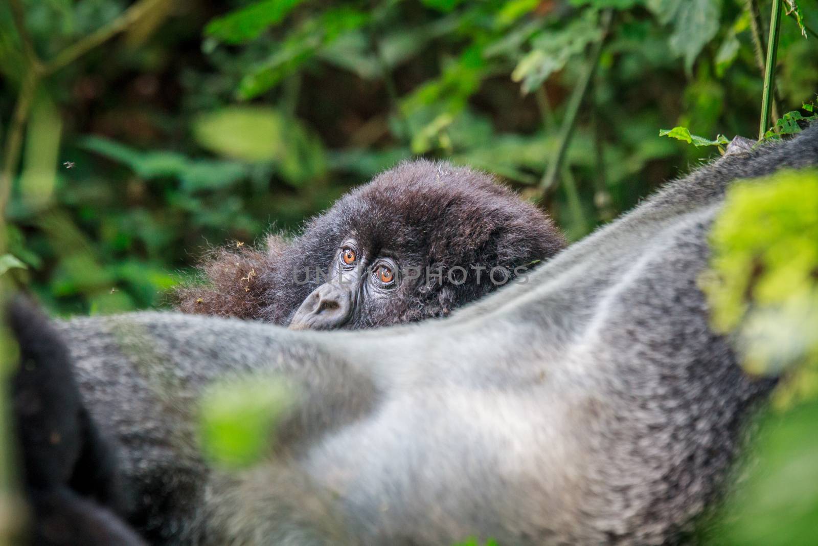 Baby Mountain gorilla hiding behind a Silverback. by Simoneemanphotography