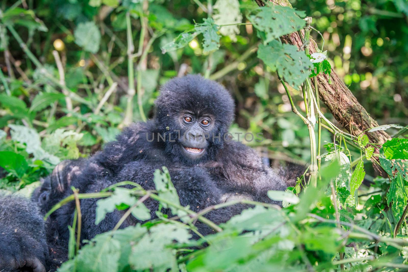 Baby Mountain gorilla sitting in leaves in the Virunga National Park, Democratic Republic Of Congo.