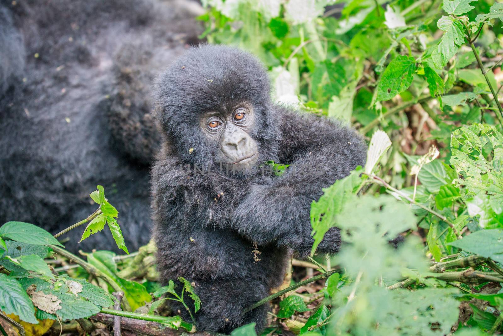 Baby Mountain gorilla sitting in leaves. by Simoneemanphotography
