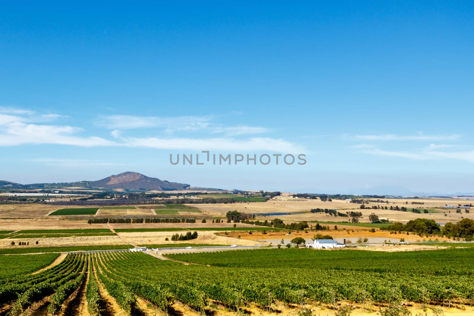 Citrus bush field with the mountain view in the background.