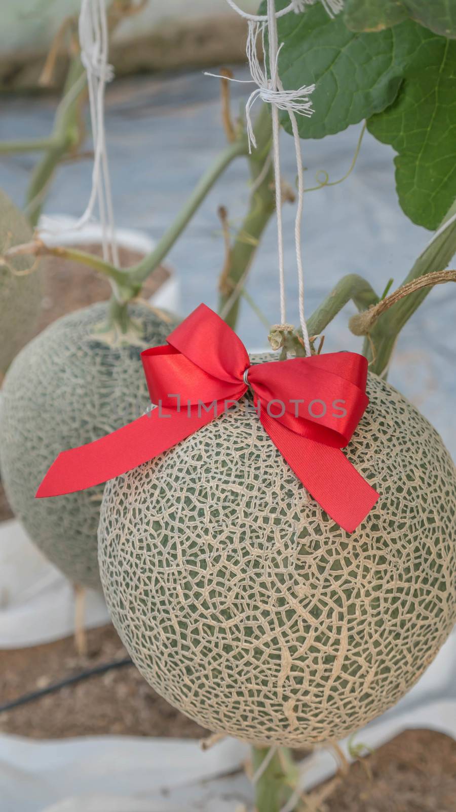 fresh melon in a vegetable garden by rakratchada