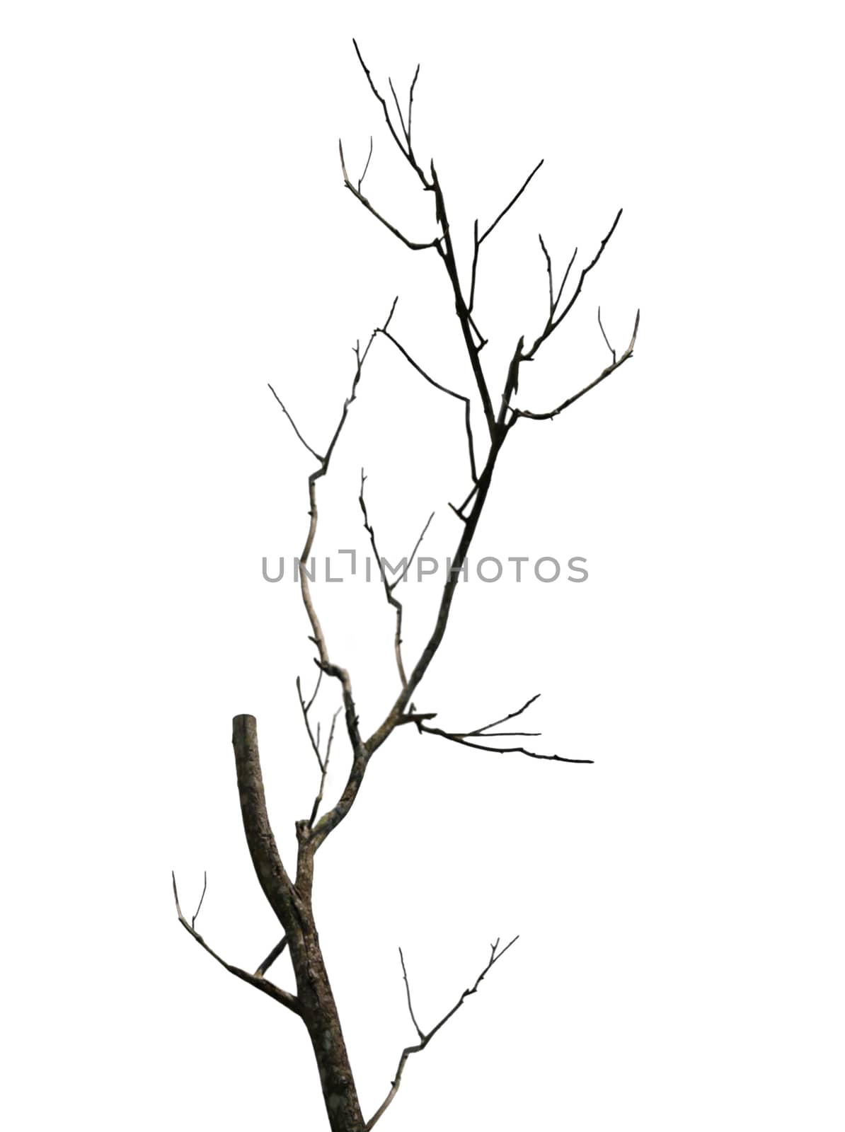 The old and completely dry tree growing against the white background