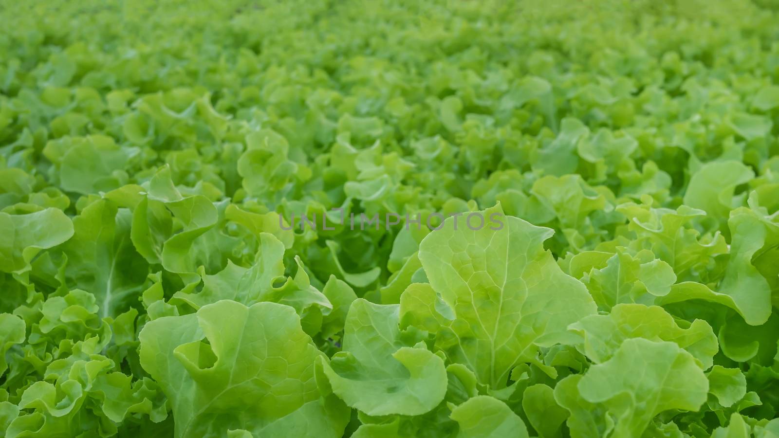 Cultivation hydroponic green vegetable in farm plant market