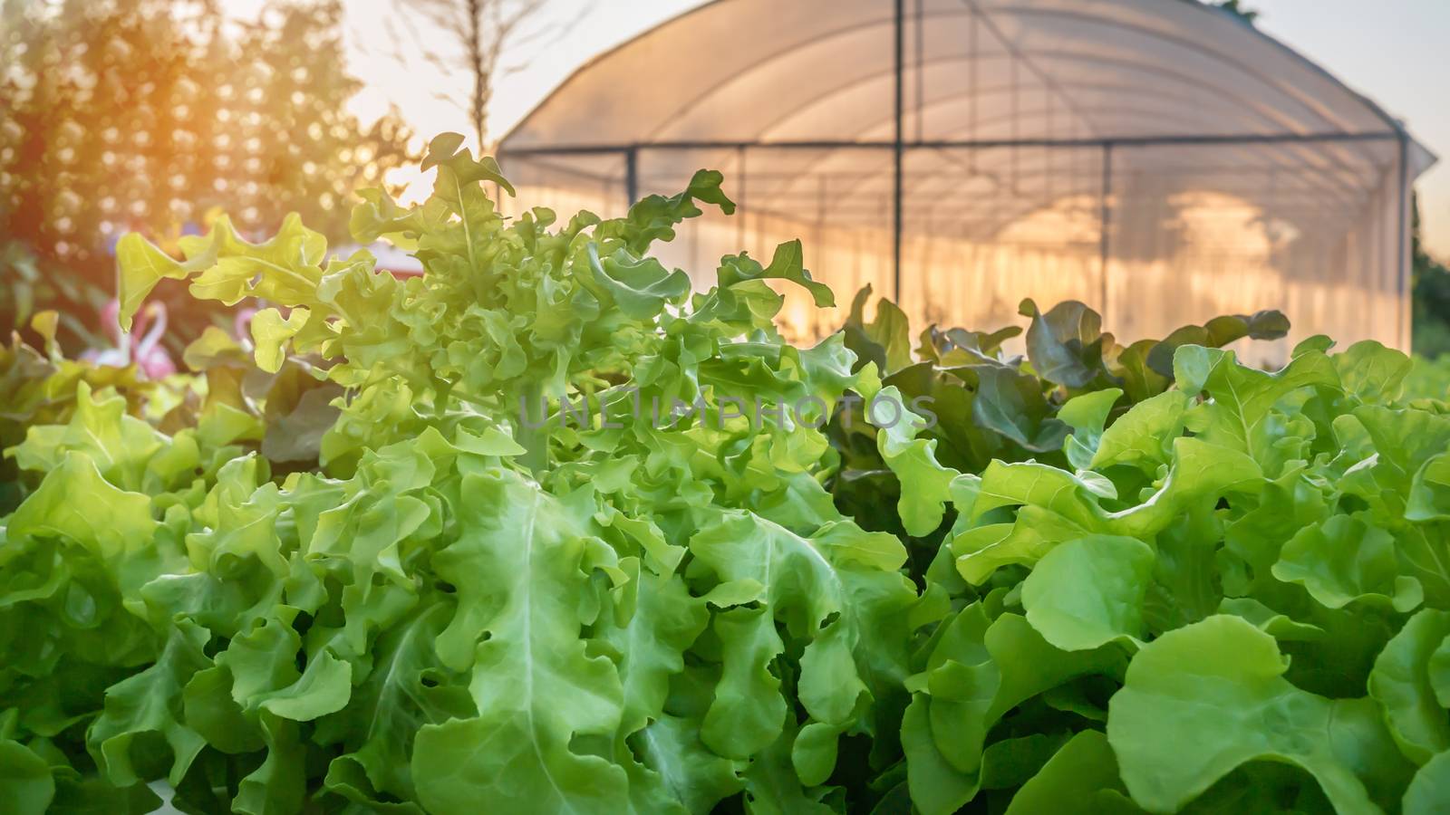 Cultivation hydroponic green vegetable in farm plant market