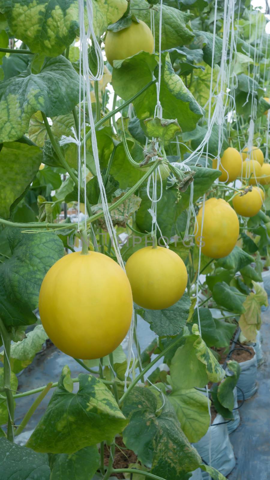 Yellow melon hanging on tree in field