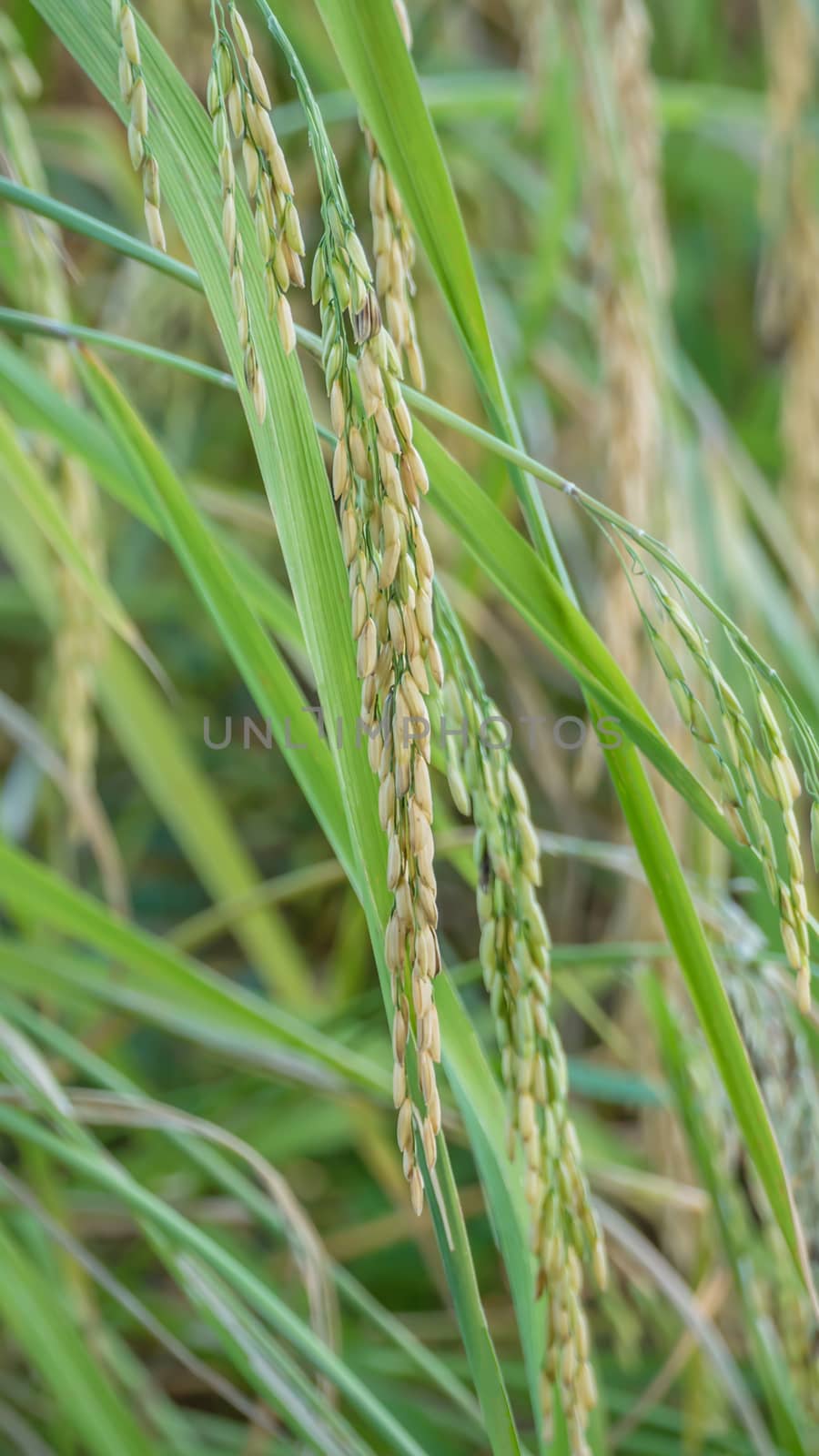 close up of yellow green rice field