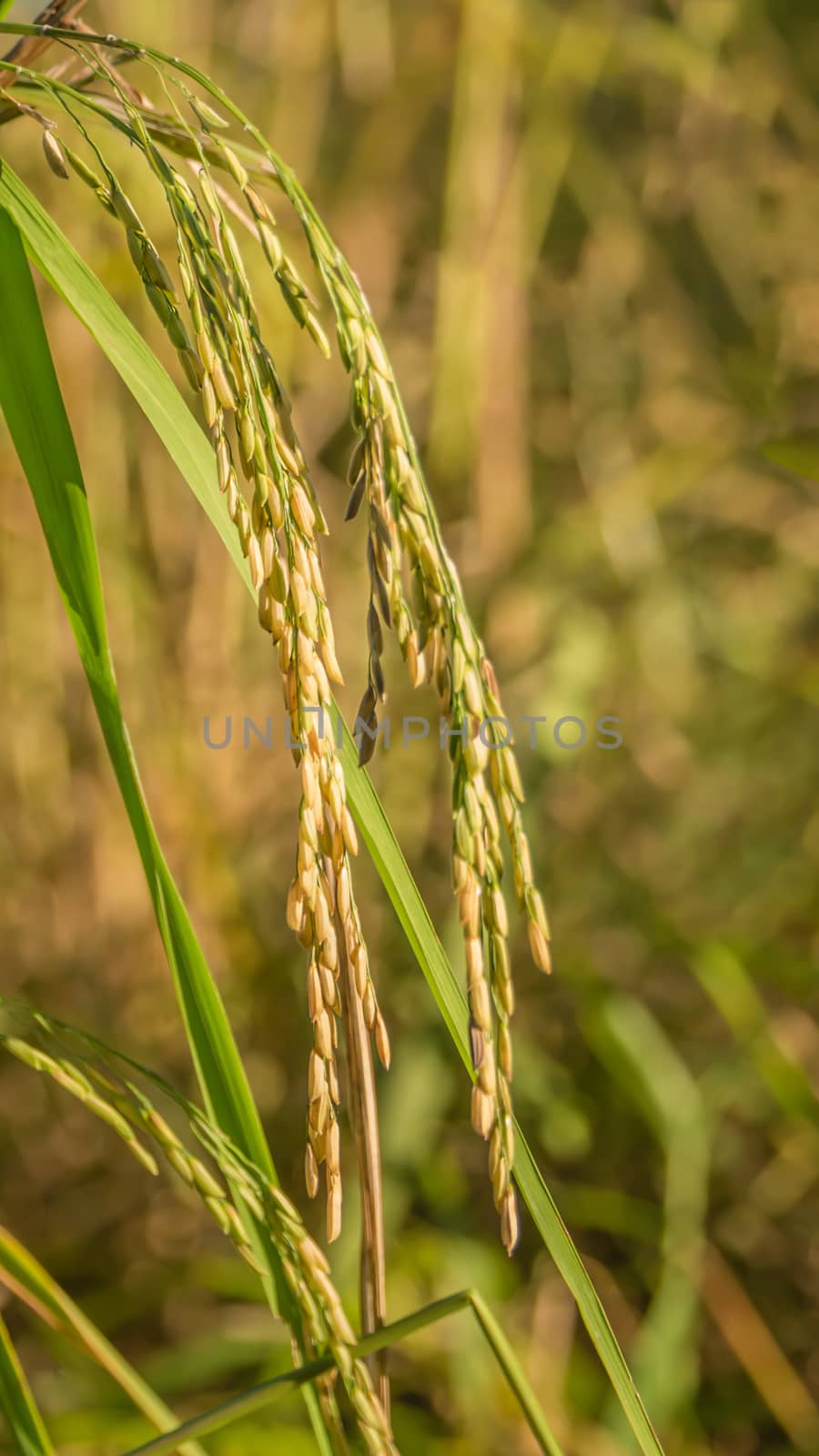 Spikelet of rice in the field by rakratchada