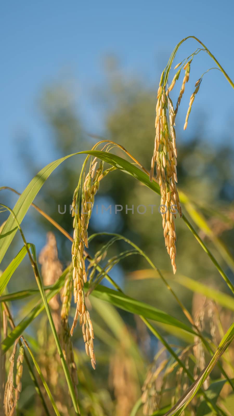 close up of yellow green rice field