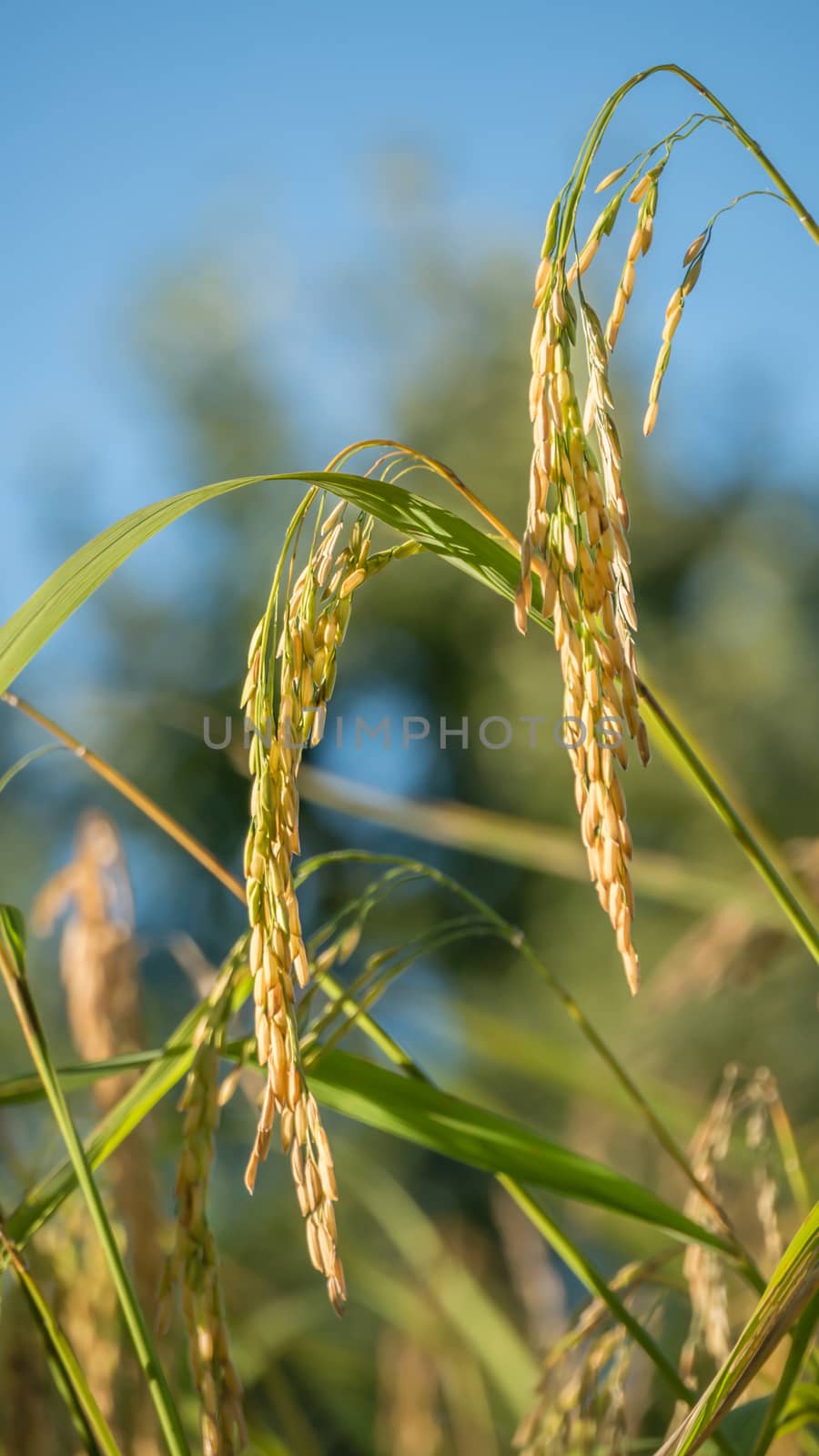 close up of yellow green rice field