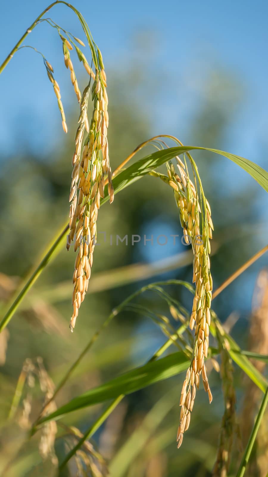 Spikelet of rice in the field by rakratchada