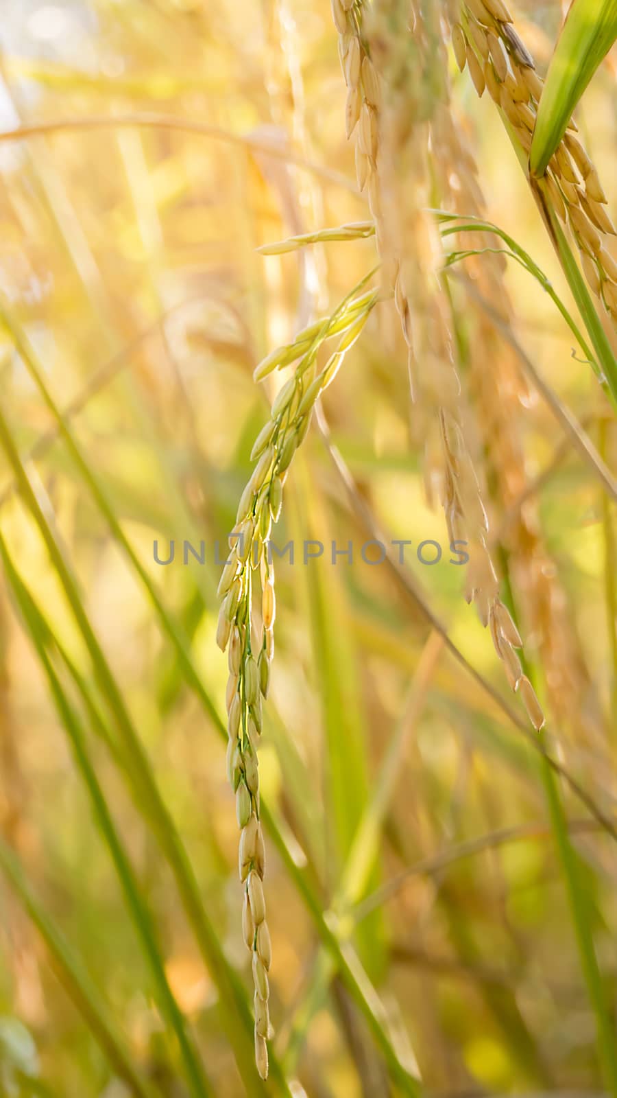 Spikelet of rice in the field by rakratchada