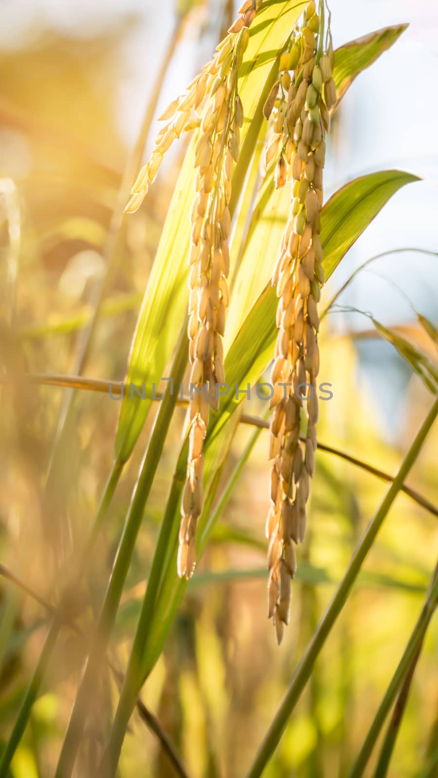 close up of yellow green rice field