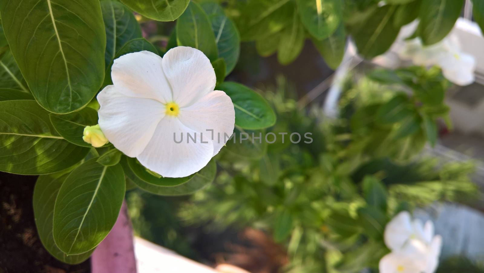 White flower in sunshine