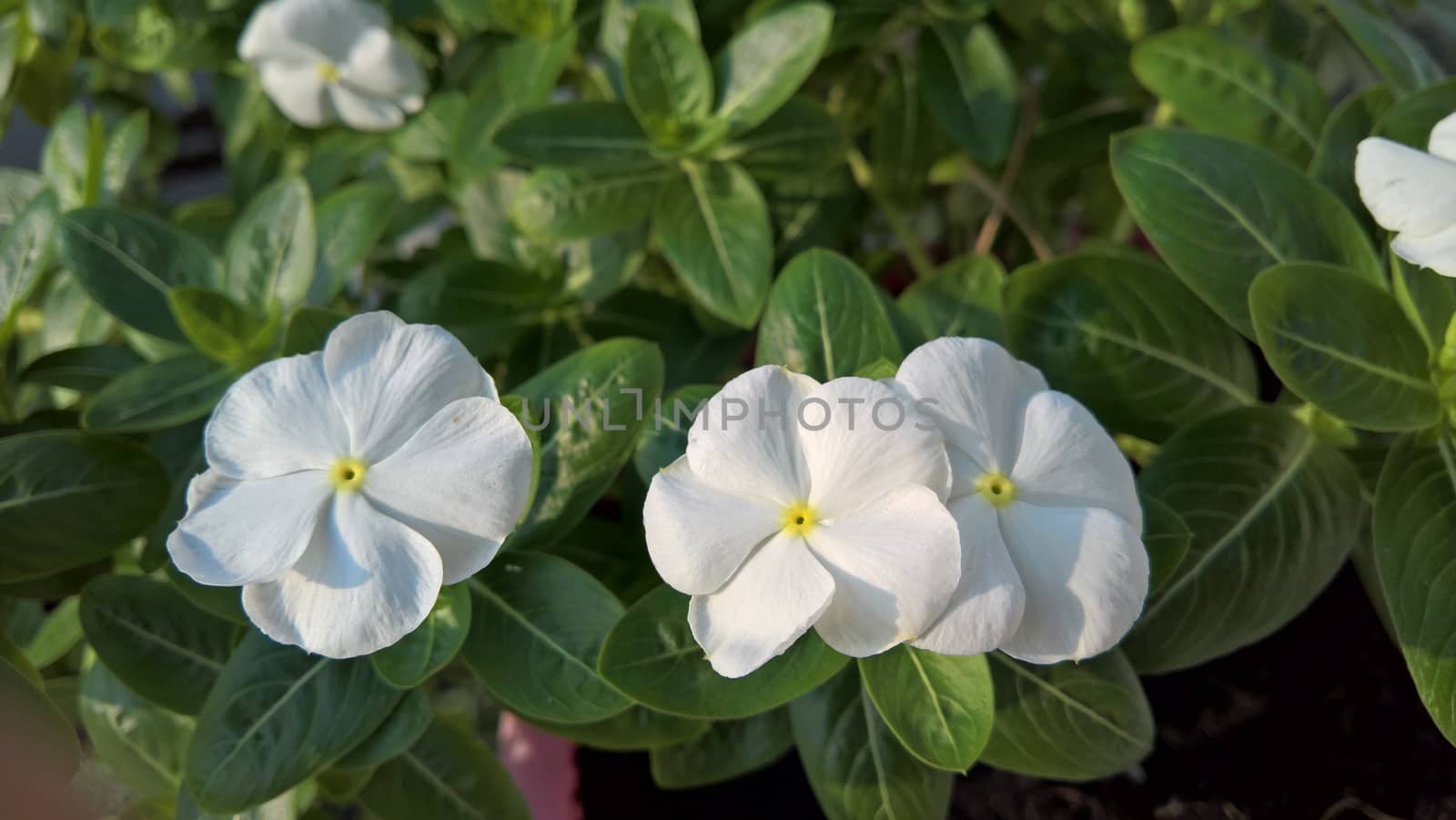 White flower in sunshine