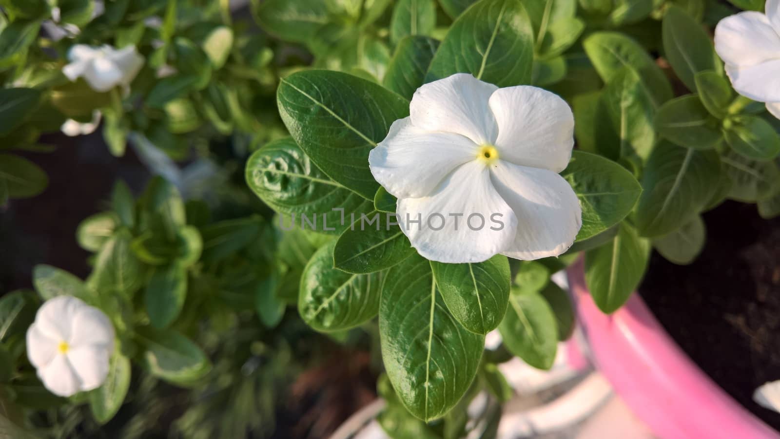 White flower in sunshine