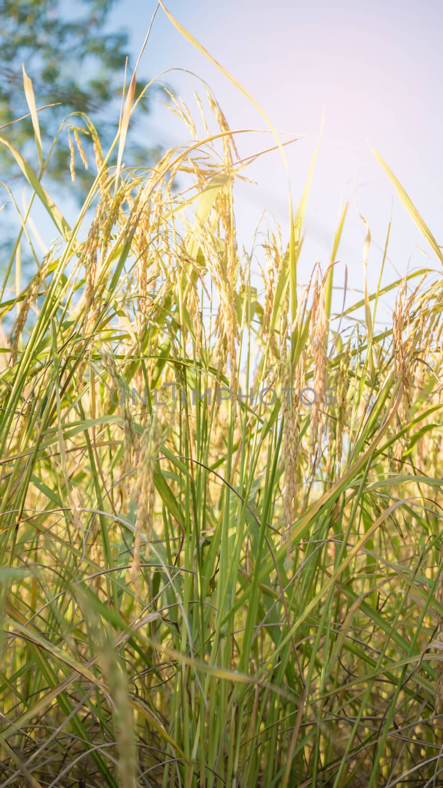 Spikelet of rice in the field by rakratchada