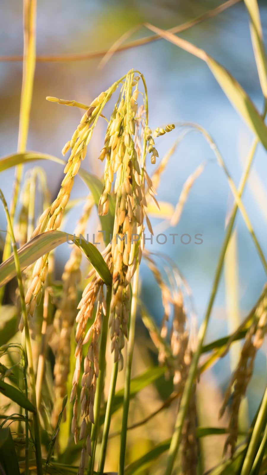 close up of yellow green rice field