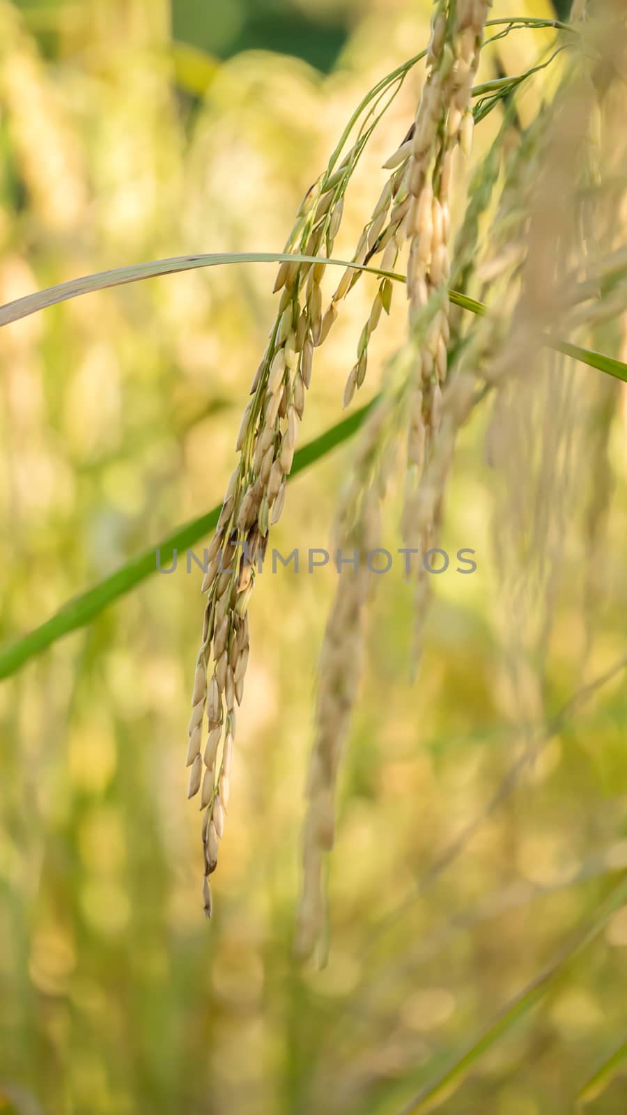 close up of yellow green rice field