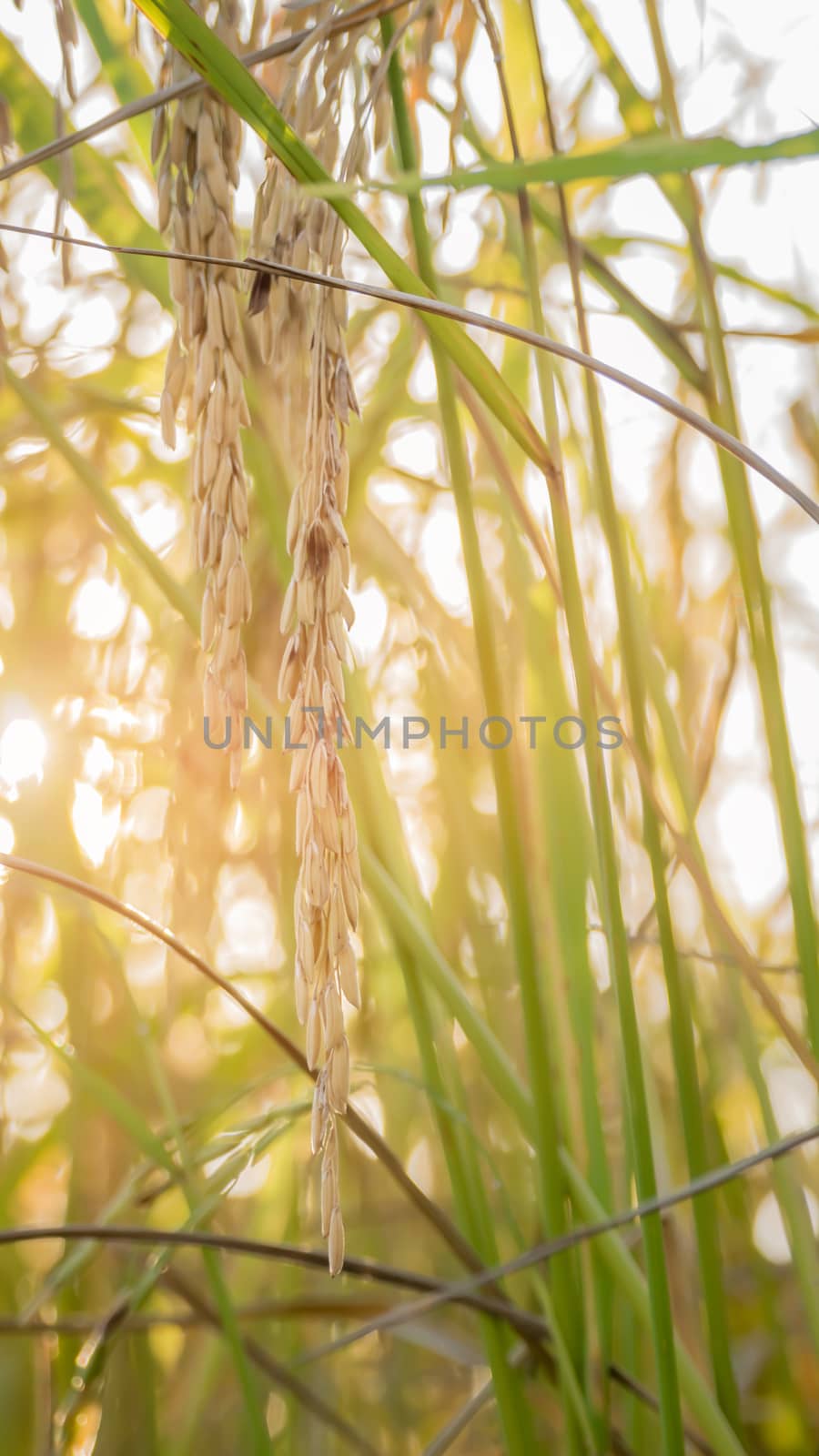 close up of yellow green rice field