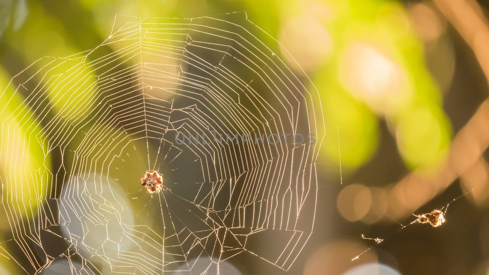 cobweb close-up with the branch in it and the bright background  , shining under the sunlight.
