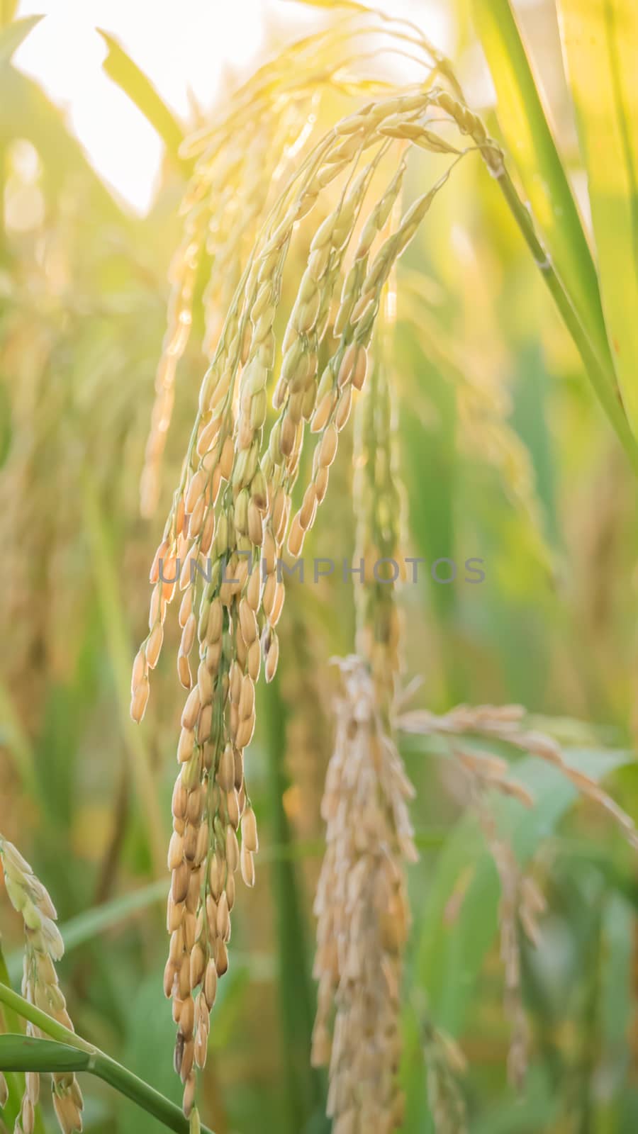 close up of yellow green rice field