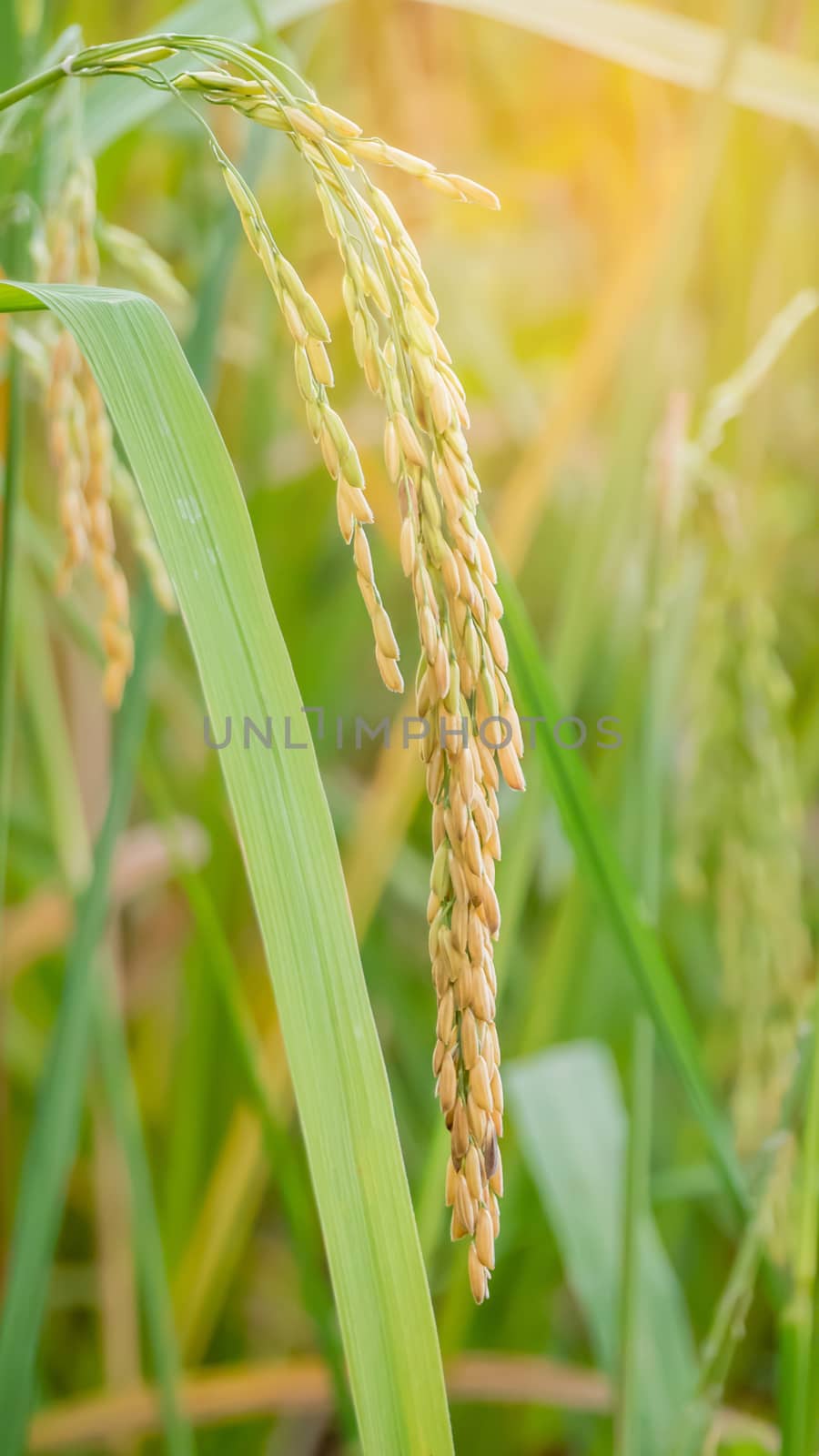 close up of yellow green rice field