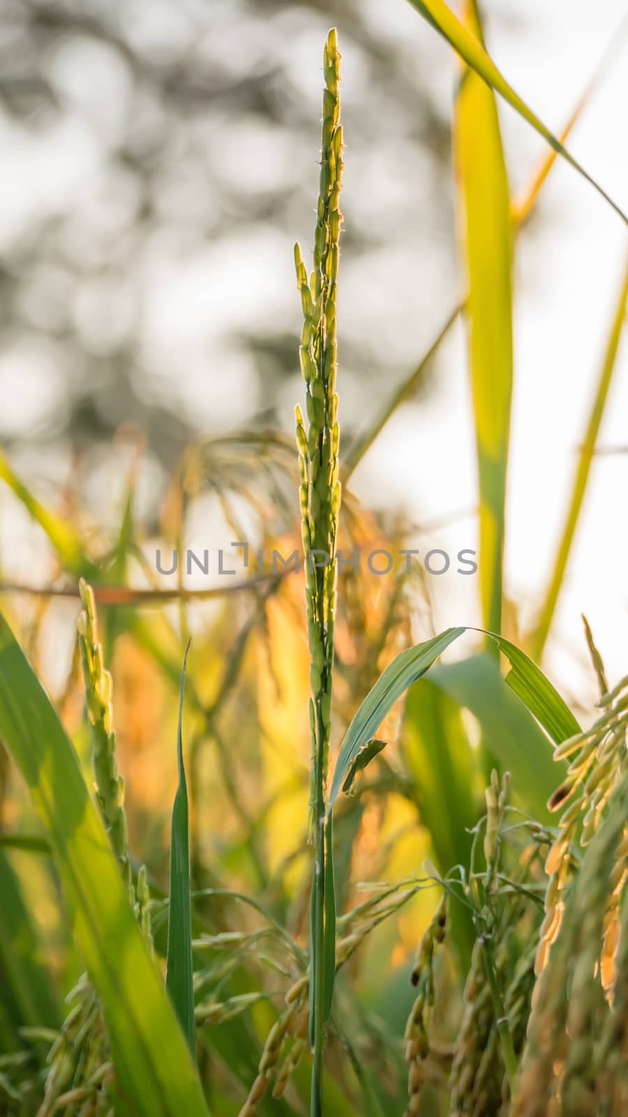 close up of yellow green rice field