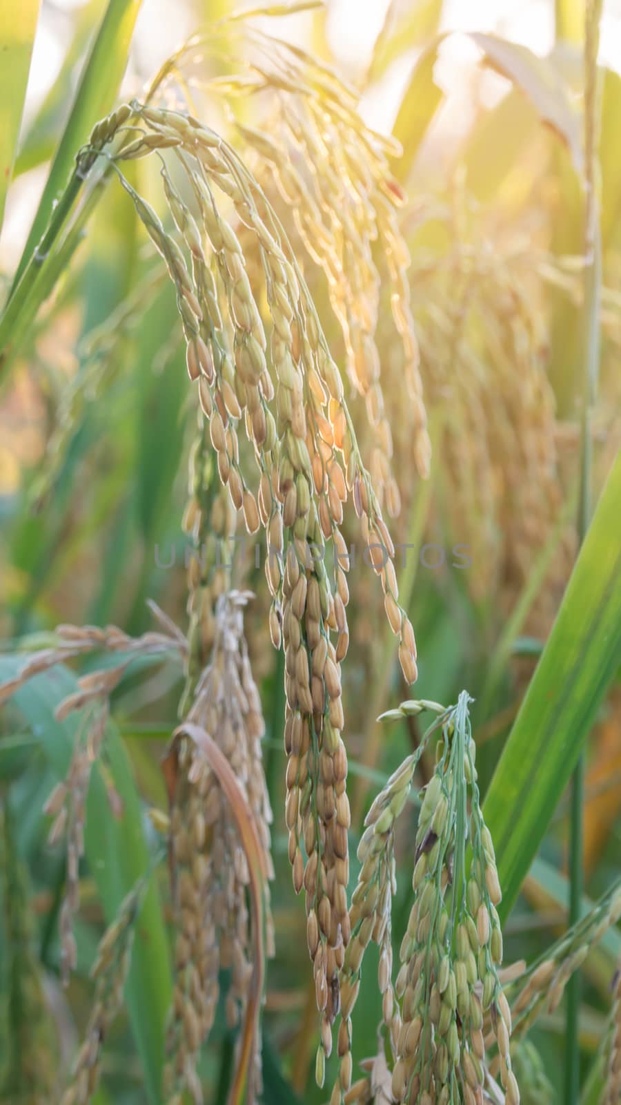 close up of yellow green rice field