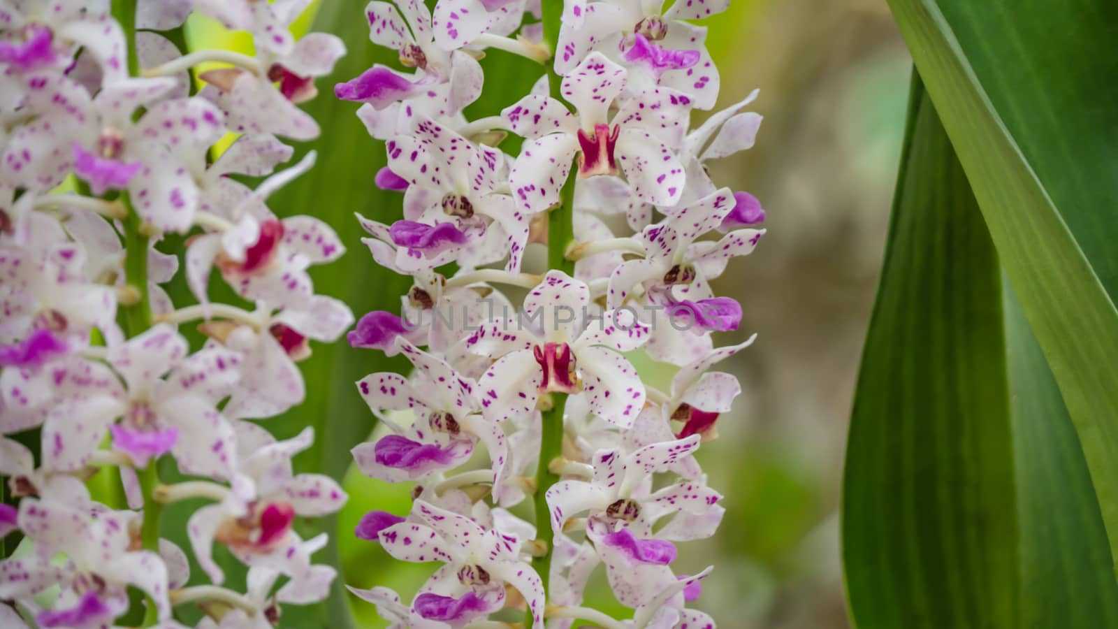 pink orchid -  Rhynchostylis gigantea blooming on garden