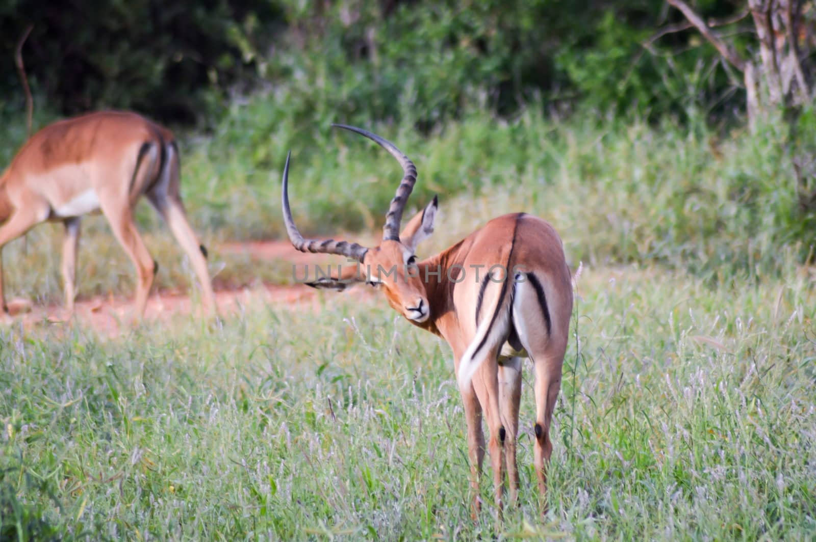 Antelope with tusks in the savannah of East Tsavo Park in Kenya