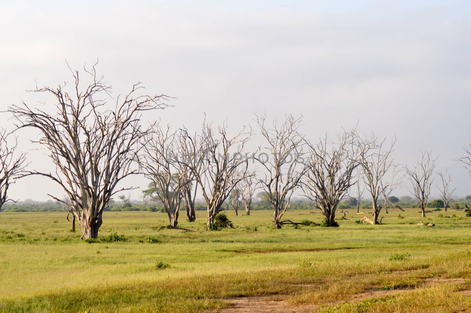 Forest of dead trees in the savanna of East Tsavo Park in Kenya