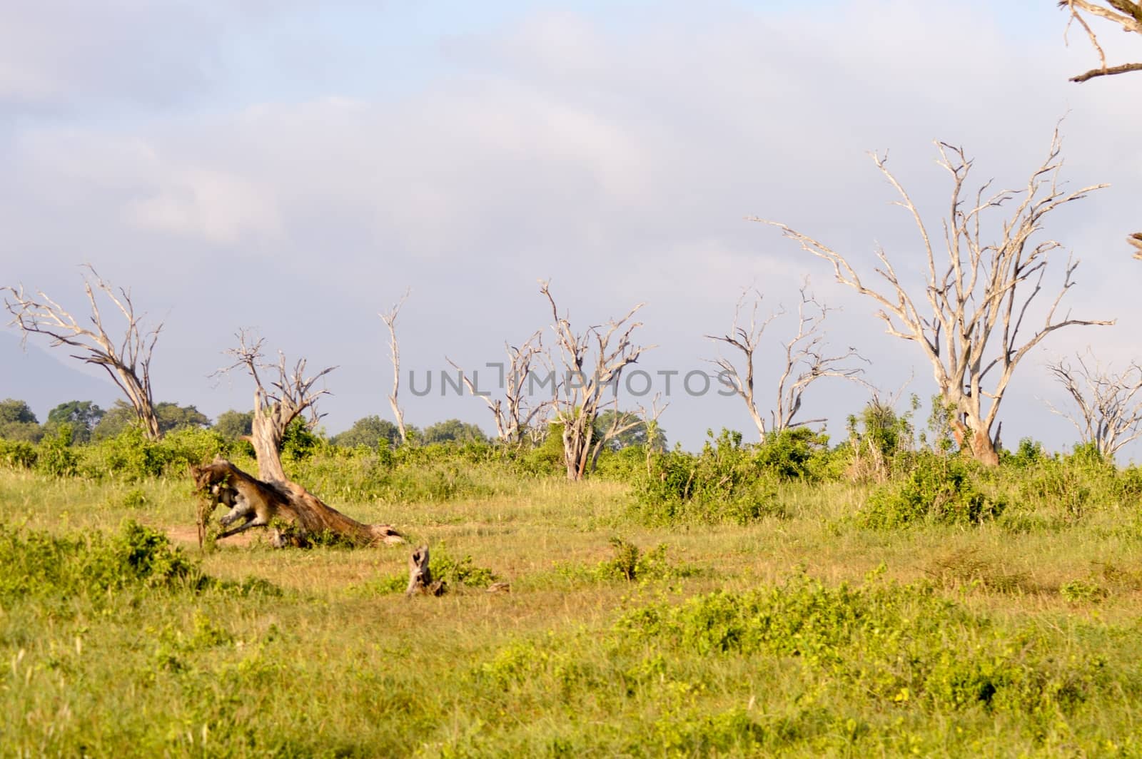 Forest of dead trees in the savanna of East Tsavo Park in Kenya
