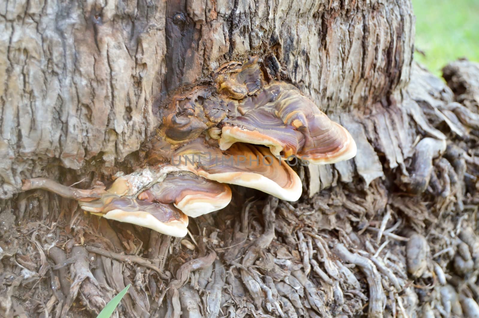 Mushrooms on the trunk of a palm tree in a garden of mombassa in Kenya