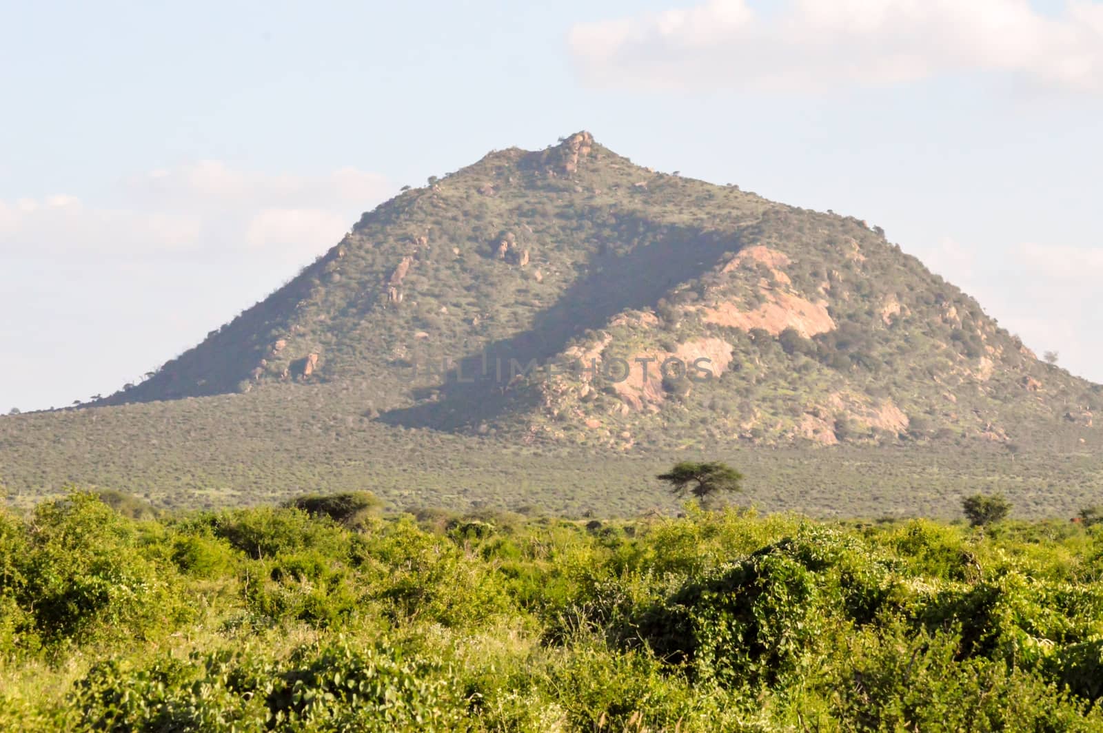 African savannah with a green hill in East Tsavo Park in Kenya