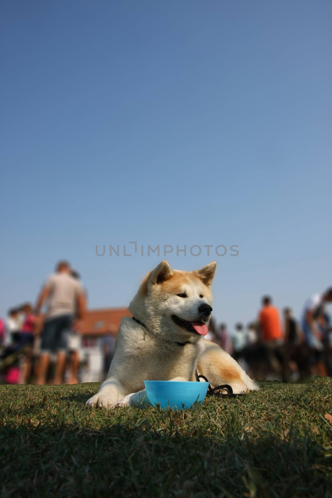 Akita Inu  relaxing at the dog show
