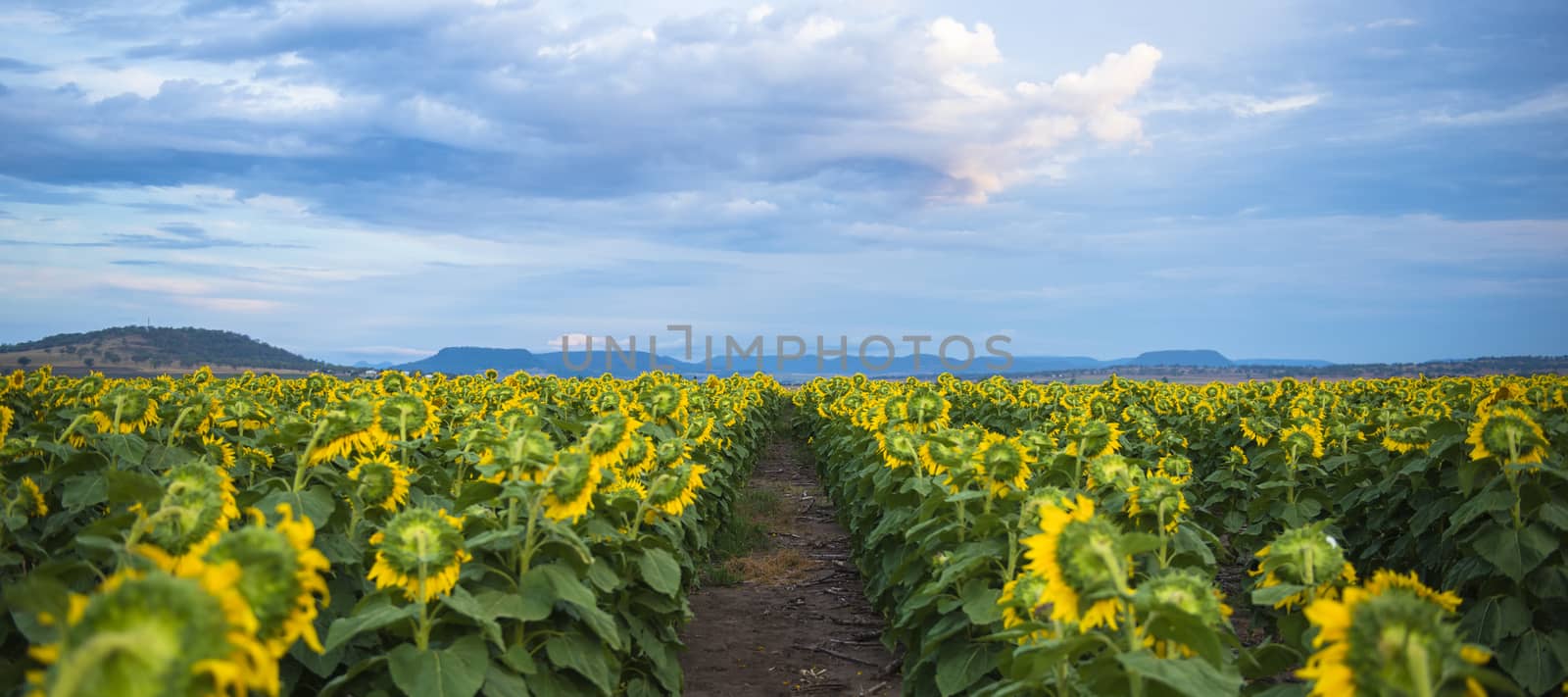 Sunflowers amongst a field in the afternoon in Queensland, Australia.