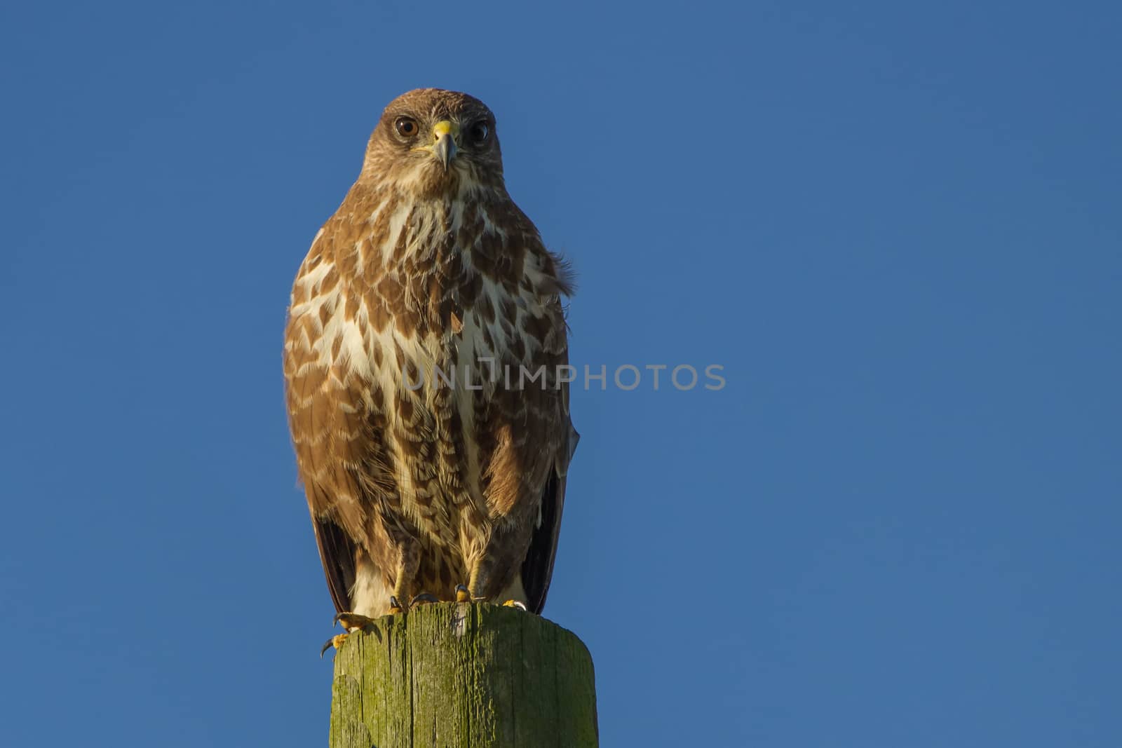 Buzzard (Buteo buteo) perched on wooden post