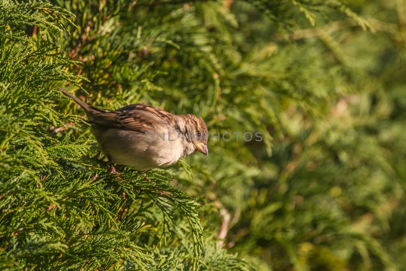 House Sparrow (Passer Domesticus) by IanSherriffs