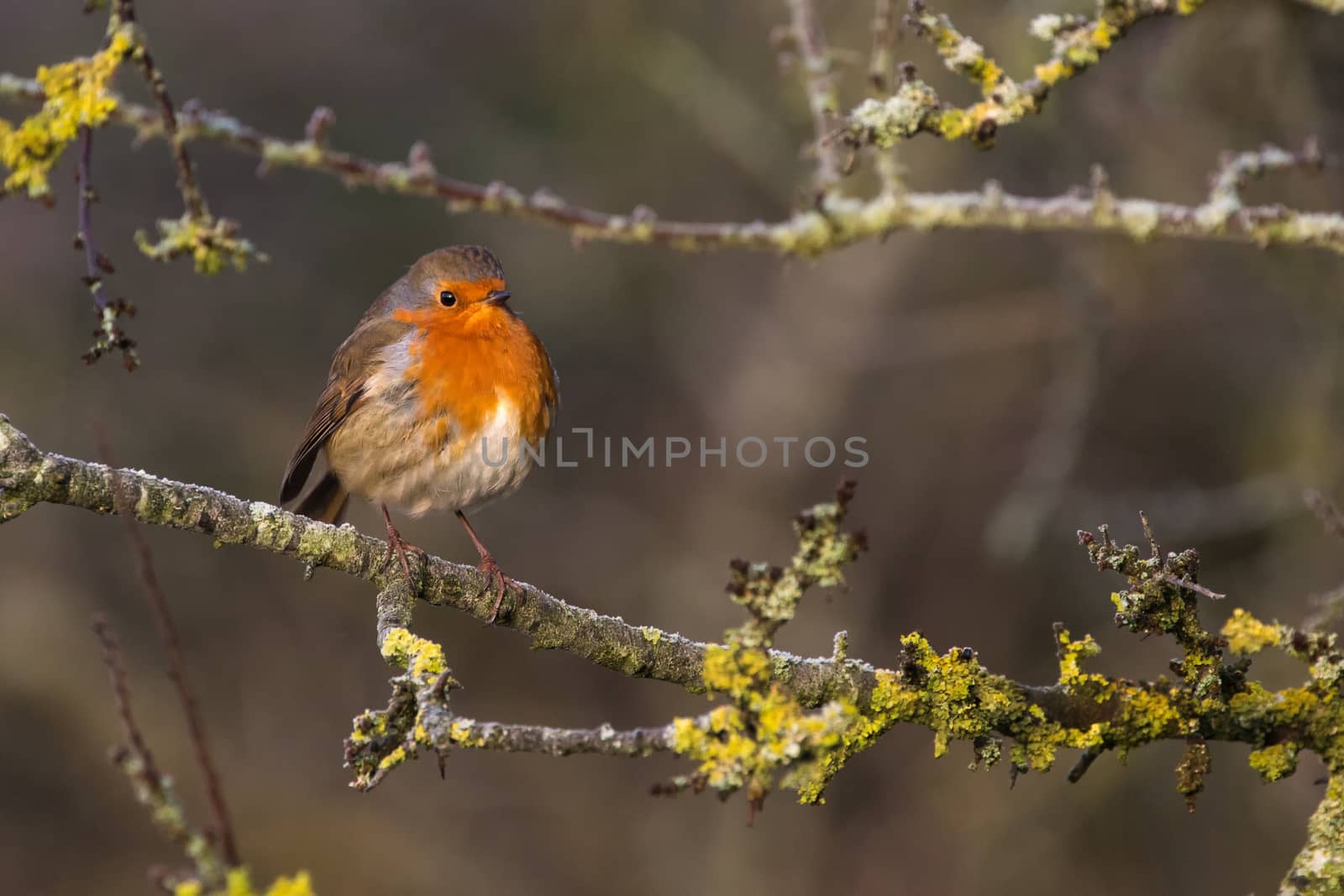 Cute Robin (Erithacus Rubecula) perched on Branch by IanSherriffs