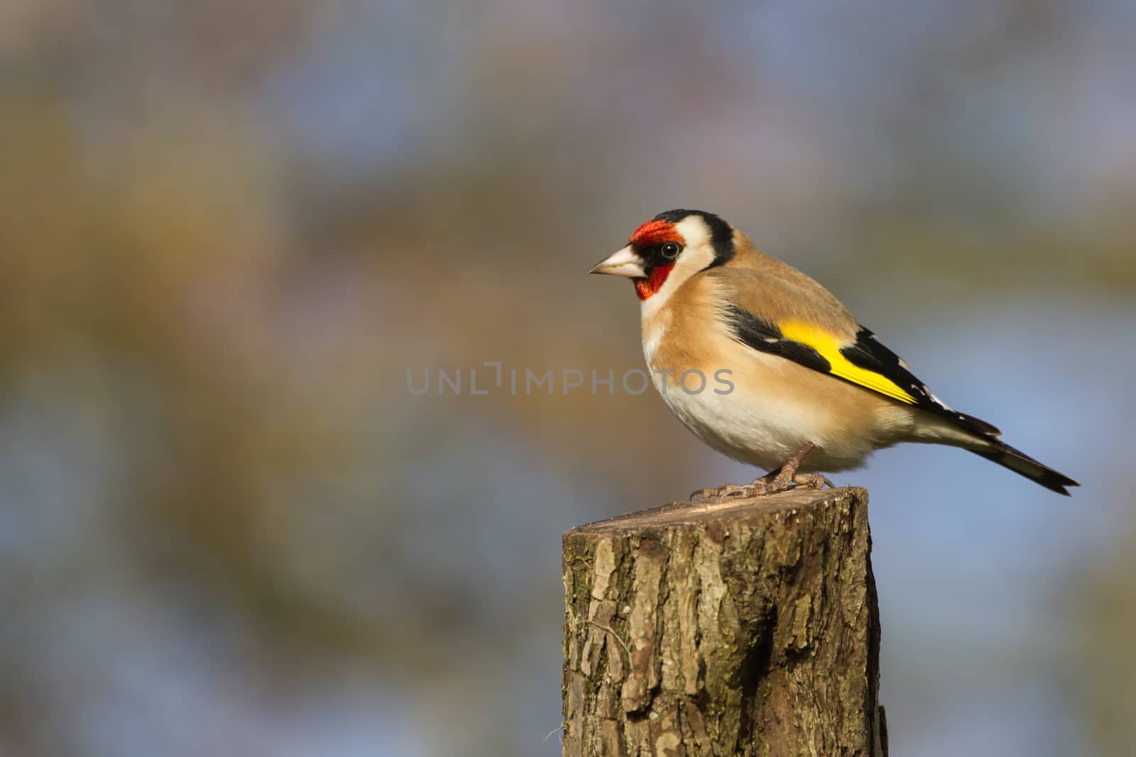 Goldfinch (Carduelis Carduelis) perched on Stalk