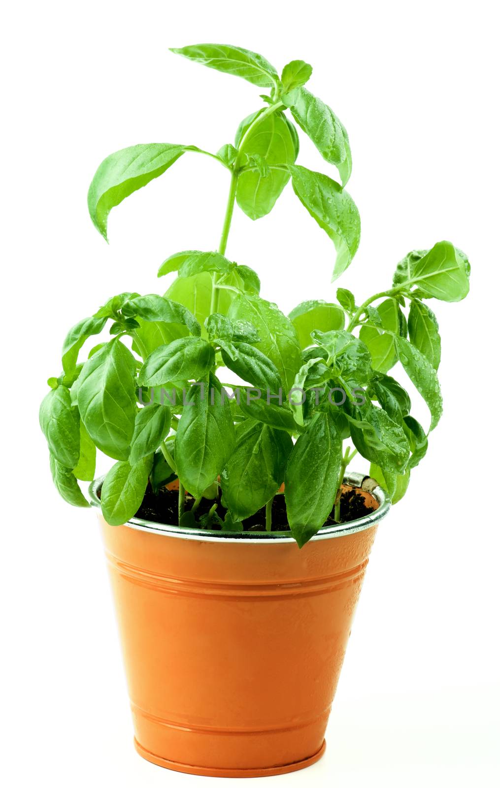 Fresh Green Lush Foliage Basil with Water Drops in Orange Flower Pot isolated on White background