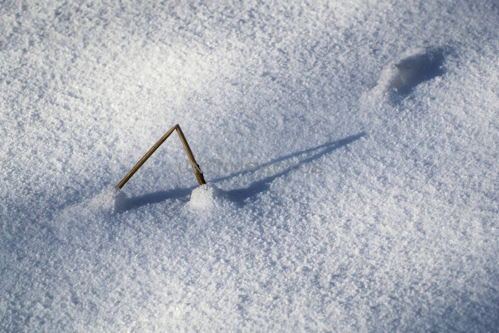 seasonal background broken blade of grass in snow