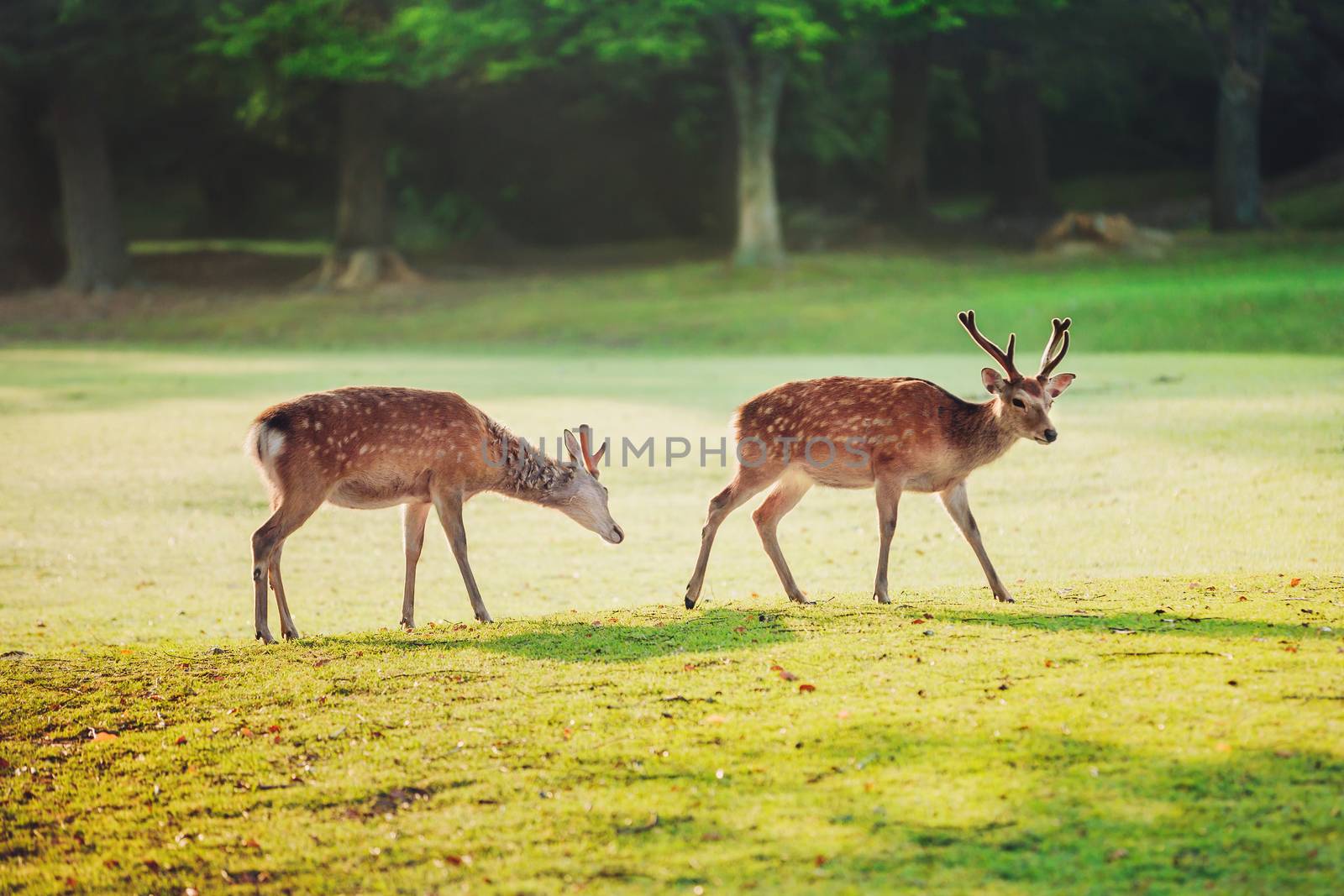 sacred sika deers at Nara park in the morning, Nara, Japan