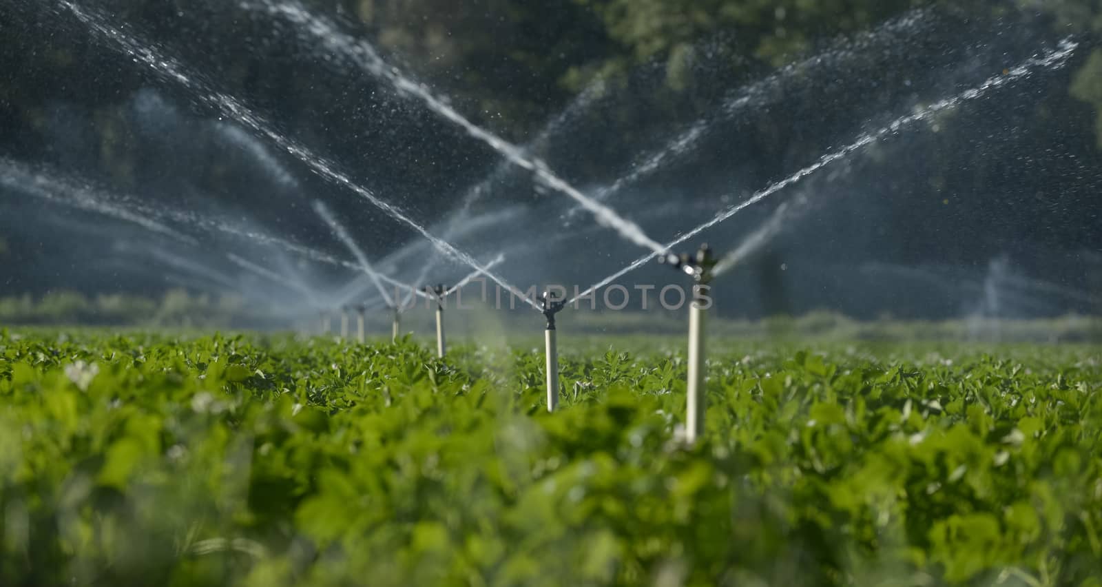 Water sprinklers irrigating a field. by itsajoop