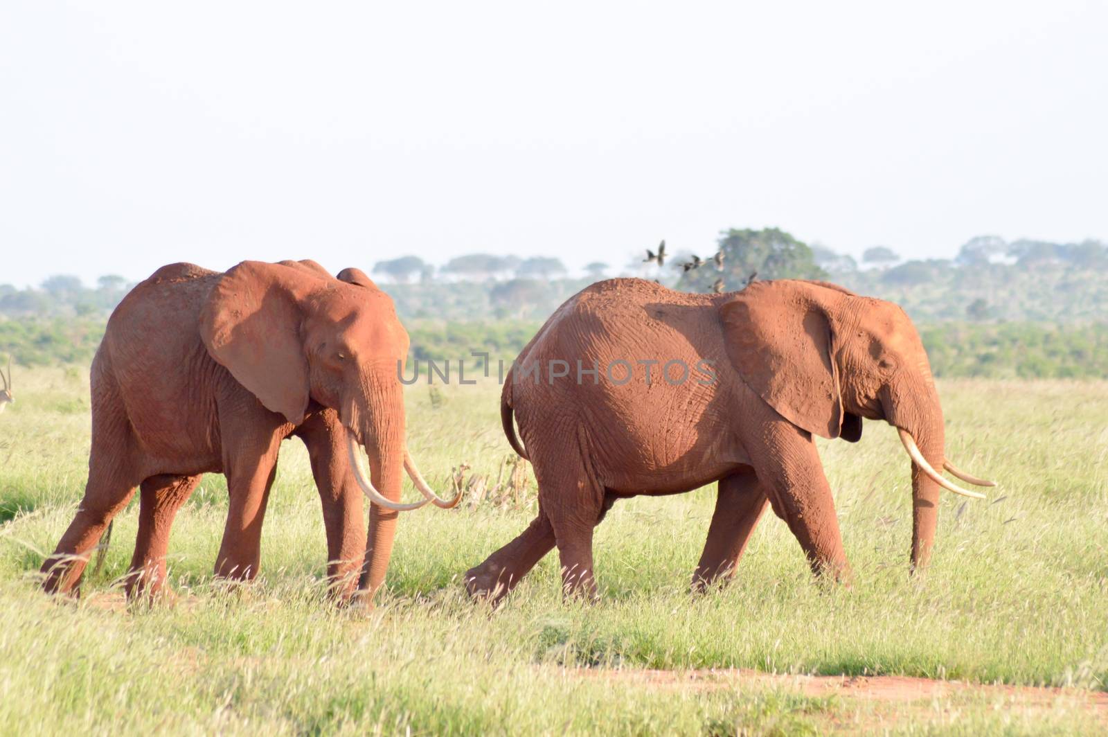 Two elephants walking one behind the other in the savanna of East Tsavo Park in Kenya
