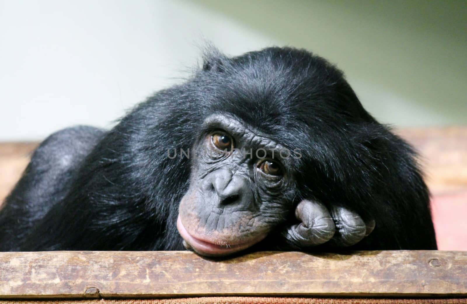 chimpanzee chimp (Pan troglodytes) by cheekylorns