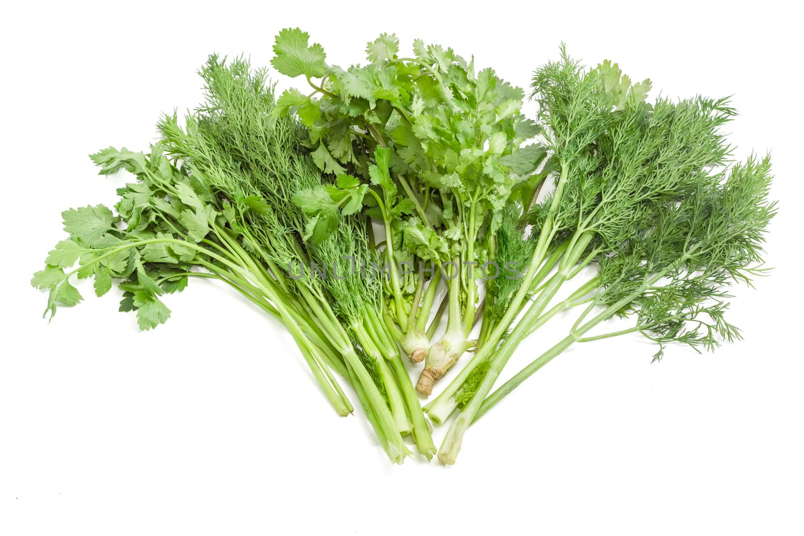 Bundle of fresh green dill, coriander and parsley on a light background
