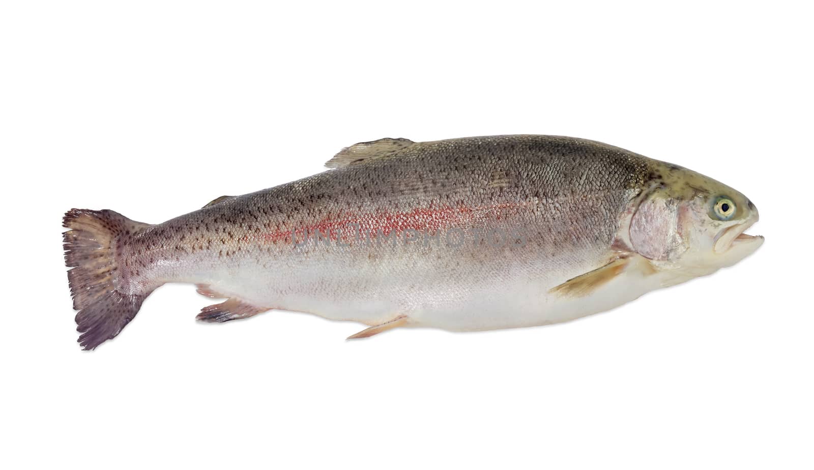 Fresh cleaned uncooked rainbow trout on a light background
